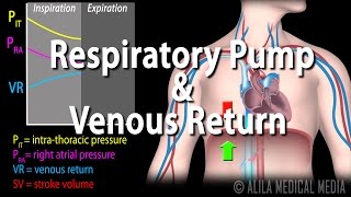 How Respiratory Pump Affects Venous Return Animation [upl. by Yk790]