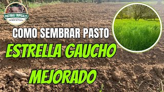 Cómo sembrar PASTO ESTRELLA GAUCHO MEJORADO ganaderiacolombiana ganaderoscolombia [upl. by Edak]