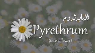 شرح Pharmacognosy فرقة اولى كلية صيدله عيلةcomposite Asteraceae [upl. by Horter]