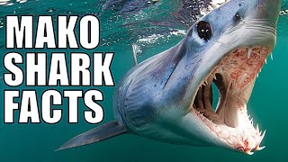 12 Unbelievable Facts About Mako Sharks [upl. by Aloeda214]