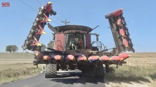 CASE IH CHROME EDTION 9250 Combine Harvesting Corn [upl. by Aititel]