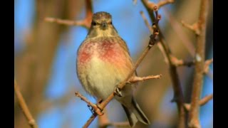 Common Linnet Song  Keten Kusu [upl. by Alic]