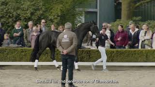 Van Olst Horses Glamourdale stallionshow 2023 [upl. by Wasson]