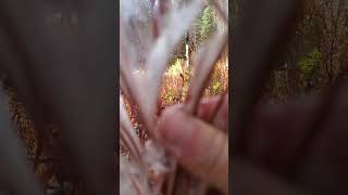 Fluffy Stuffing Inside Fireweed Pods sierranevada wildflowers hiking outdoors nature [upl. by Noyk]