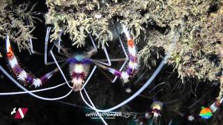 Muck Diving in Lembeh Strait Episode 10 [upl. by Amej567]