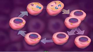 Cell Cycle  Cell Division Mitosis amp Meiosis 3D [upl. by Valiant]