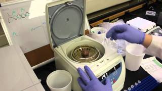 Using a Centrifuge [upl. by Eniamrahc]