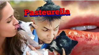 ¿Qué ENFERMEDAD produce la Pasteurella [upl. by Anik]