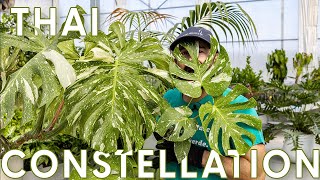 Monstera variegata quotThai Constellationquot cura e coltivazione di una pianta rara [upl. by Enilrem379]