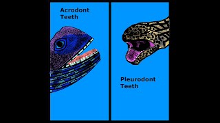 Acrodont Vs Pleurodont teeth  Kidz Learn Applications™ [upl. by Teddi]