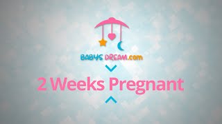 2 Weeks Pregnant  pregnancy signs and symptoms [upl. by Konstanze]