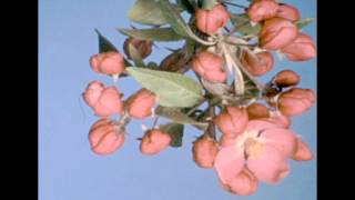 Flowers Blooming  Botanical Timelapse [upl. by Ernst]