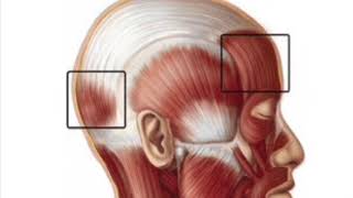 Occipitofrontalis Muscle Subliminal [upl. by Aydni]