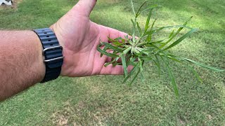 Goose Grass Control [upl. by Roede]