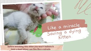 This Dying Kittens Story Will Shock You Tiny kitten rescue [upl. by Julia]