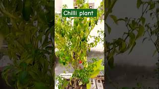 Chilli plant mirchi paudhagardening home gardenterrace gardenplants short video  Nature [upl. by Bac]