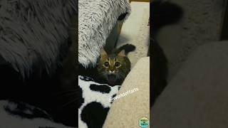 Hilarious Animal Reactions to Farts 🐶🐱😂 fart petsfunny viral shorts [upl. by Eseuqcaj897]