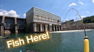 WAY TOO MANY FISH Below This Dam Melton Hill was ON FIRE [upl. by Eniagrom926]