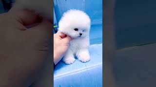 What does this mean Pomeranian Alliance Pomeranian The joy of being a poop shoveler Cute pet de [upl. by Ettolrahs875]