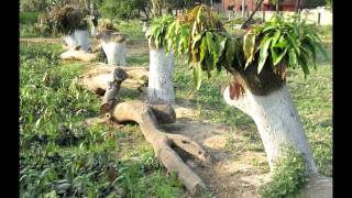 Reviving Indias old mango orchards [upl. by Sirapal]