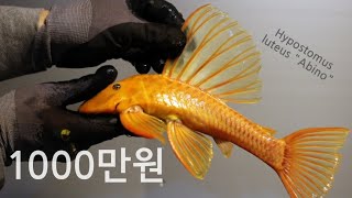 진짜 대박 이 물고기 가격이 무려 천만원이라네요ㄷㄷㄷ 세상에서 가장 비싼 청소물고기를 소개합니다 플레코 pleco monsterfish [upl. by Irod]