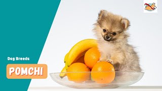 Pomchi A Pet Parents Guide To The Pomeranian Chihuahua Mix [upl. by Yehus]