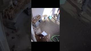 Mailman Throws Package on Cat 😢🐈📦604tv vancouver bc cat cats viral fails funny fyp [upl. by Aloap255]