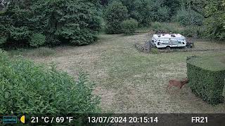 Deer Videos Only Edit GardePro A3 Trail Camera 8 of 10 FR21 Côtes dArmor Brittany France [upl. by Ahsatak491]