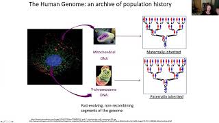 ESCONI General Meeting December 2020  quotWhat Genetics Tells Us About the Peopling of the Americasquot [upl. by Aiasi]