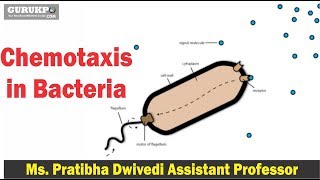 Chemotaxis in BacteriaMSc [upl. by Orten]