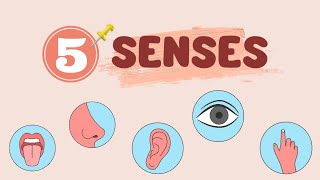 5 Senses  Animation [upl. by Les]