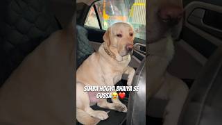 Car Ki Window Nhi Khuli😂❤️ vlog ytshortsindia dogshorts labradorlovers minivlog [upl. by Ordnagela]