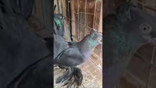 Fancy lukka pigeon🦅🕊️🦅 [upl. by Ynnahc]