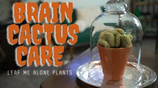 Brain Cactus Mammillaria elongata ‘Cristata Plant Care Guide [upl. by Denten285]