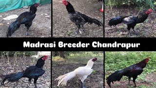 Madrasi Breeder Chandrapur… [upl. by Namwob]