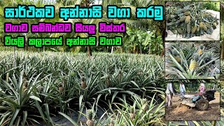 අන්නාසි වගාව මුල සිට අග දක්වා I Annasi wagawa I pineapple cultivation I අන්නාසි වගාව [upl. by Thrasher]