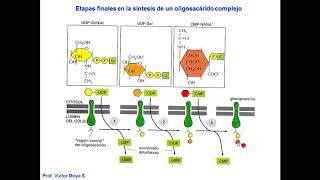 Vídeo Clase Golgi y lisosomas parte II [upl. by Mikes]