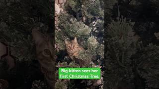 Kitten’s first Christmas tree kitten christmas tree cat cats poppy [upl. by Suki]