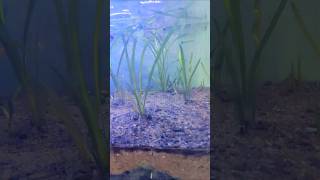 Guppy fish tank 🐟🐠🦈 setup with sand and plants ☘️ ytshorts asiatic aquarim fish [upl. by Otti352]