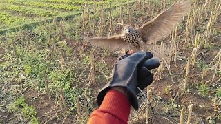 Menjelajah mencari buruan birds alapalap burung birdofprey birdslover [upl. by Nostrebor]