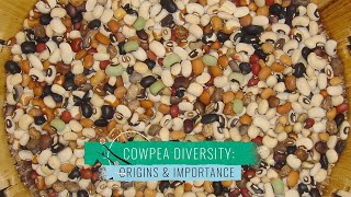 Cowpea Diversity 1 Origins and Importance [upl. by Tebasile]