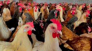 Golden Misri Desi Poultry Farming in Pakistan  Full Egg Laying Hen  Kukri [upl. by Aber]