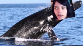 Brittany Ventis Humpback whale sounds [upl. by Wadleigh536]