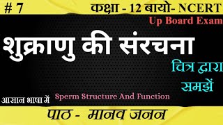 शुक्राणु की संरचना।। Sperm structure।। biology ncert upboard class12 SudheerSirJi [upl. by Lindgren994]