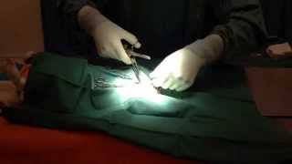 Behind the scenes in our Veterinary Surgical Theatre Desexing a male dog neutering [upl. by Idarb276]