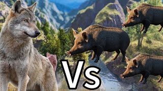 Wolf vs Wild Boars😱😱 [upl. by Asirralc]