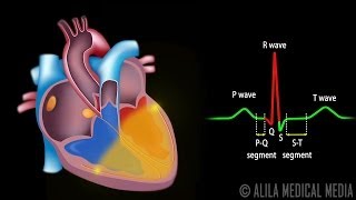 Cardiac Conduction System and Understanding ECG Animation [upl. by Nataniel]