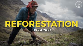 What is Reforestation  Eco Facts  One Tree Planted [upl. by Aleekat]