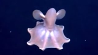 Dumbo OctopusGrimpoteuthis the Beautiful bathyal creatures [upl. by Salli228]