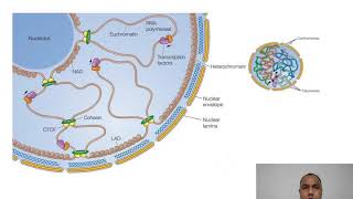 Euchromatin and Heterochromatin for MSc semIII by Ashish Sharma [upl. by Drarig894]